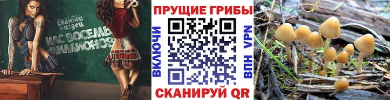 Псилоцибиновые грибы мицелий  площадка клад  Касимов 
