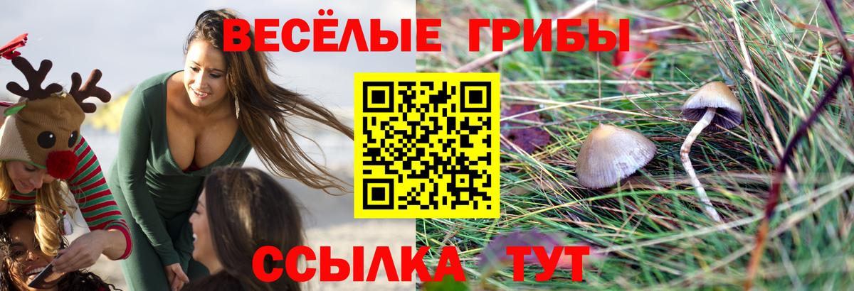 Псилоцибиновые грибы MAGIC MUSHROOMS  Вход с VPN  Касимов  продажа наркотиков  Галлюциногенные грибы Psilocybine cubensis 